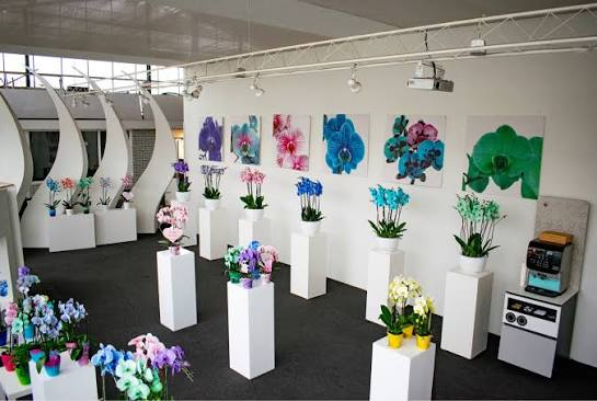 De showroom van Joflor met het volledige assortiment