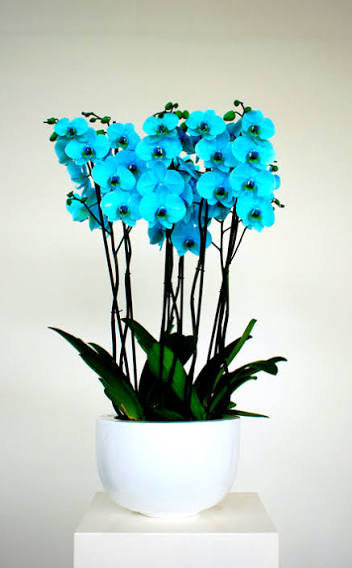 Phalaenopsis boogmodel