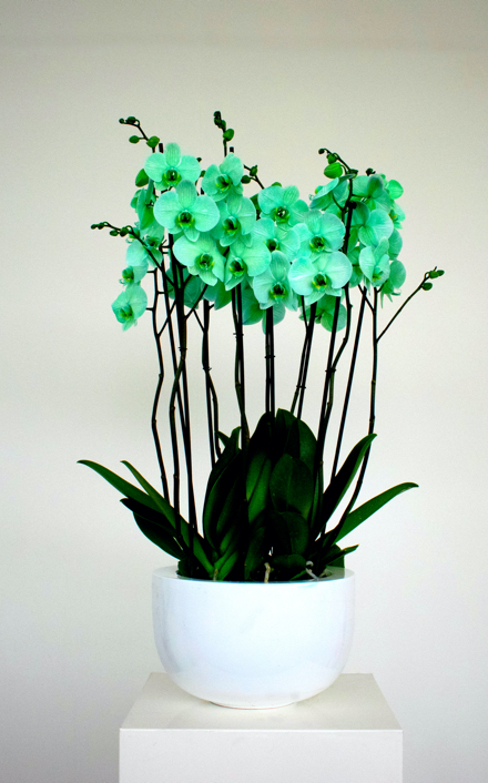 Phalaenopsis T-model