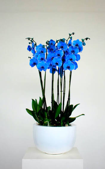 Phalaenopsis waterval
