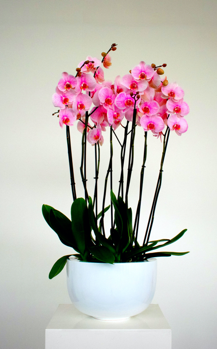 Phalaenopsis cascade