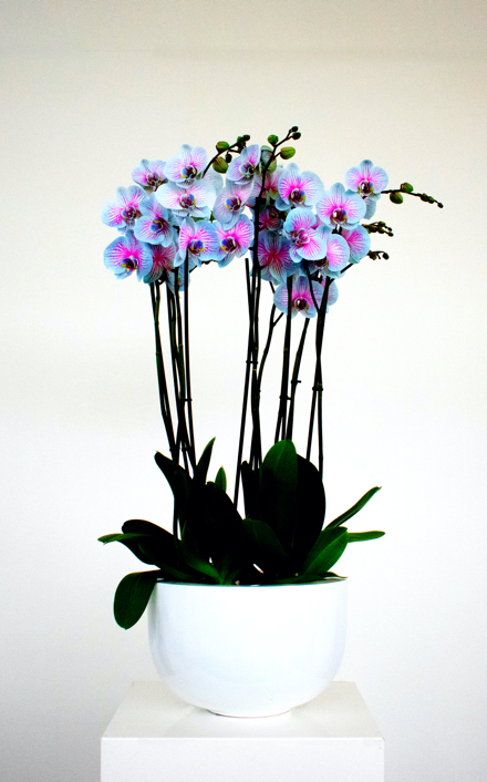 Phalaenopsis met een of twee takken